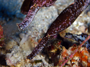 Green Eyes... 2 Sea Grass Ghost Pipefish by Keith Savill 